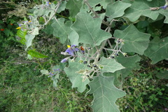 Solanum anguivi